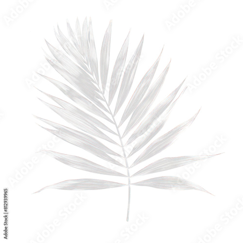 white palm leave v isolate on transparent png. 