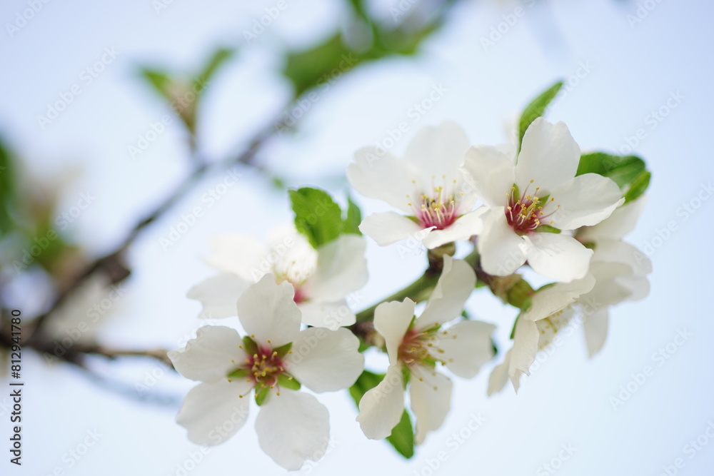 Closeup almond tree branch with big white flowers