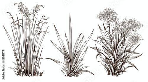 Lemongrass shrub with stems engraving sketch style
