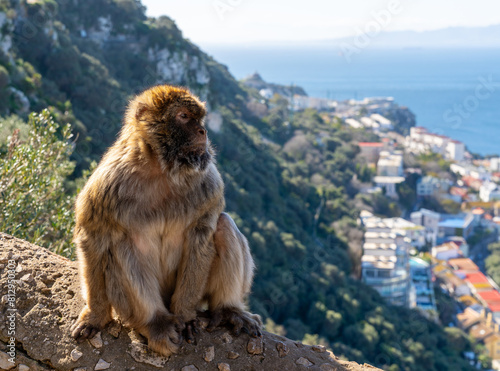 close-up of Barbary Macaque monkey in the Upper Rock Nature Reserve of Gibraltar