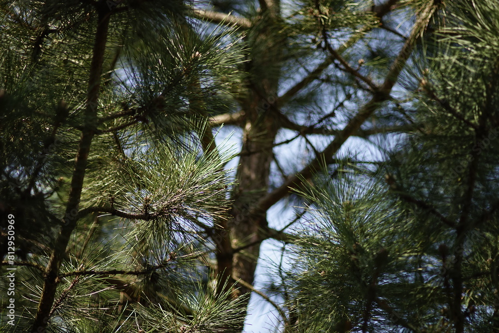 Fototapeta premium Fresh lush pine tree branch close-up in the forest