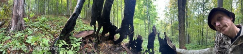 old oak tree destroyed by lightning