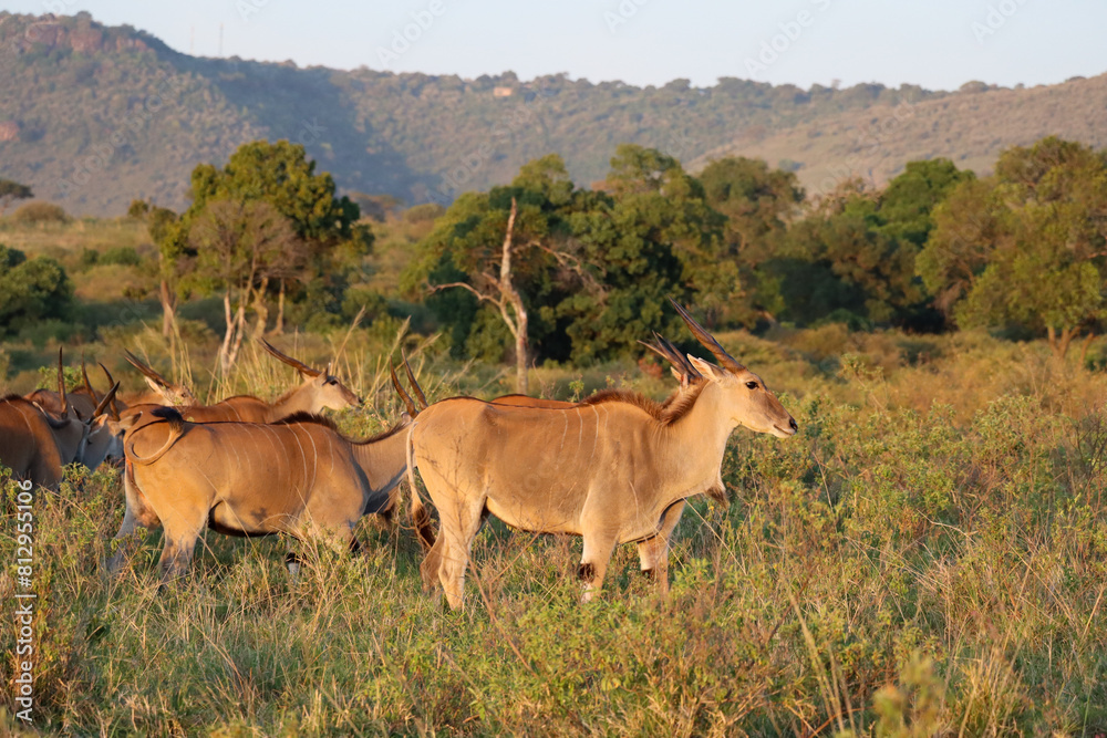Common eland herd in Masai Mara National park Common eland herd in Masai Mara National park