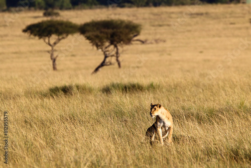 Lioness in Masai Mara grass