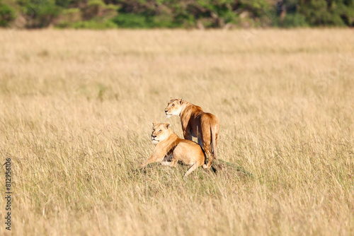 Two cute lionesses in Masai Mara national park