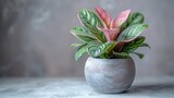 A beautiful Maranta leuconeura, also known as prayer plant, with pink and green leaves in a concrete pot.