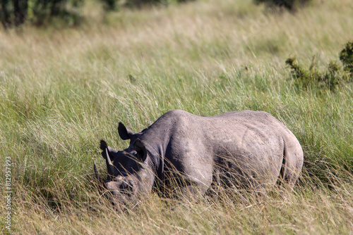 Black rhino walking in the grass
