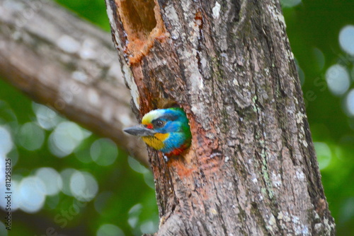 Psilopogon nuchalis resting on a tree in habitat 