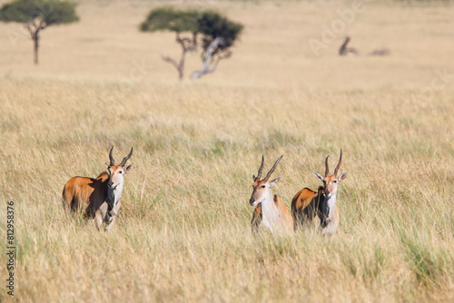 Fototapeta Naklejka Na Ścianę i Meble -  Common eland in Masai Mara national park