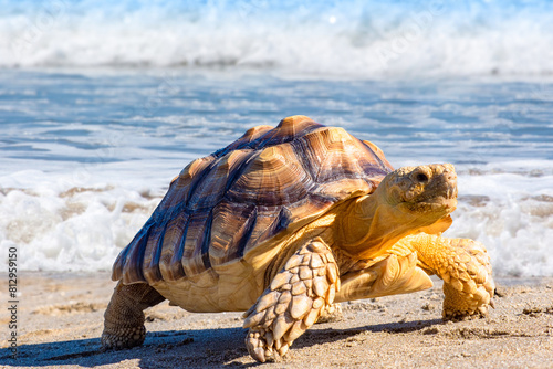 Sea turtle on beach. Amphib...
