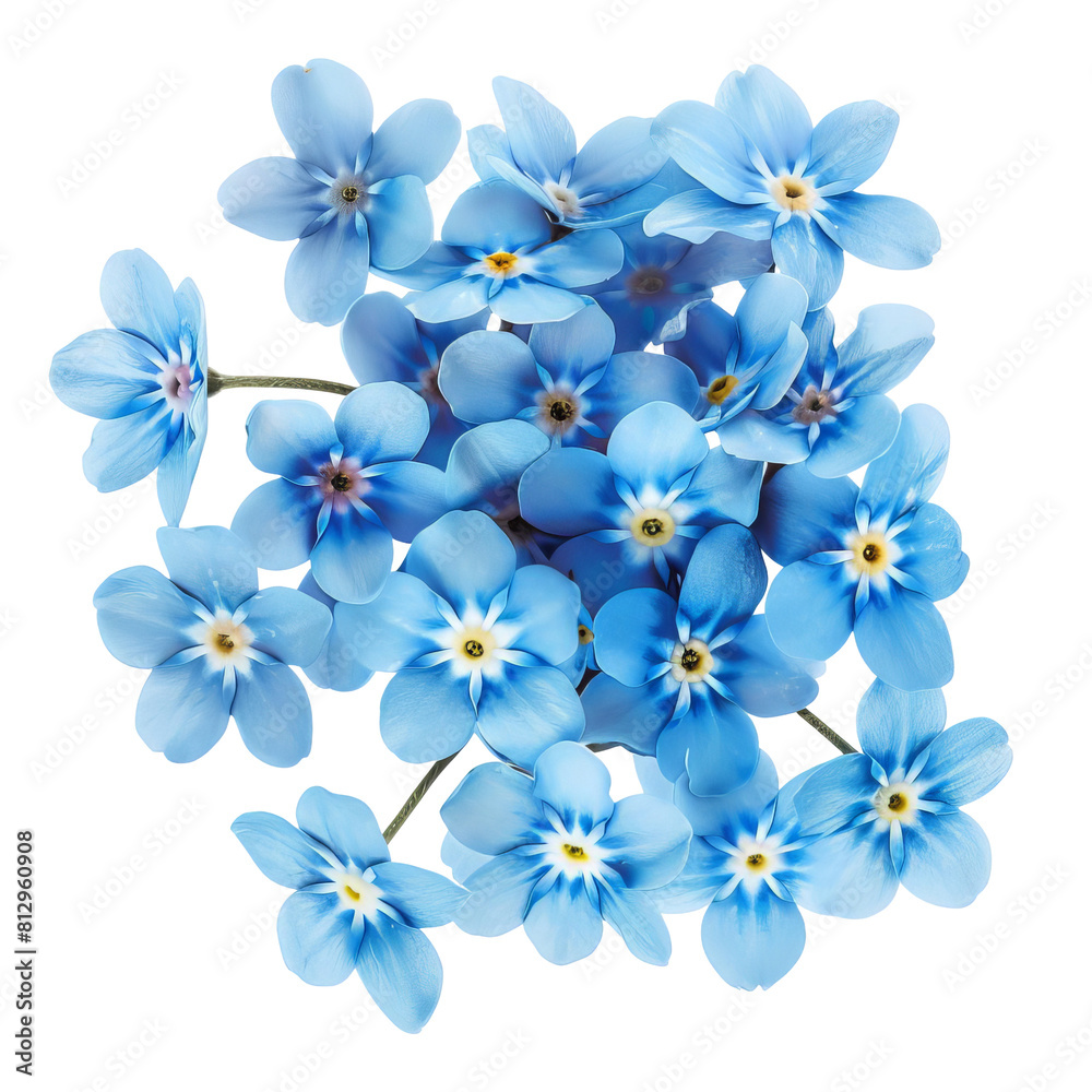 Forgetmenots, small blue flowers, clustered, isolated on a white background, ready for die cut PNG style