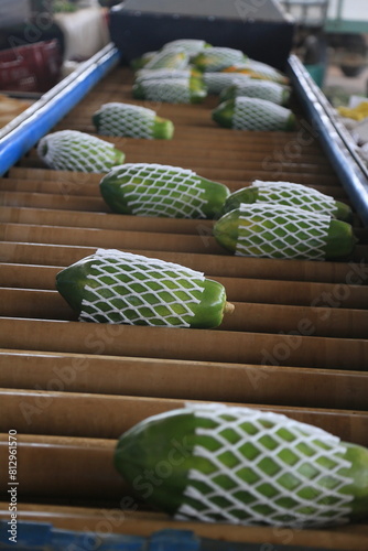 itaberaba, bahia, brazil - august 3, 2023: Papaya plantation in a farm in the rural area of the municipality of Itaberaba.