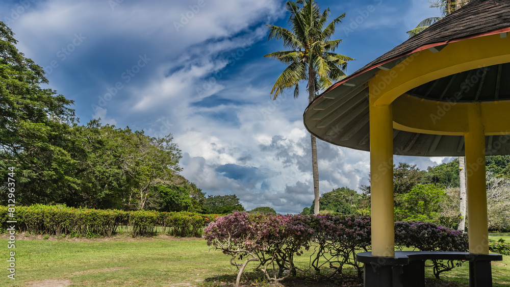 Tropical park. Bushes of flowering bougainvillea grow on the green lawn ...