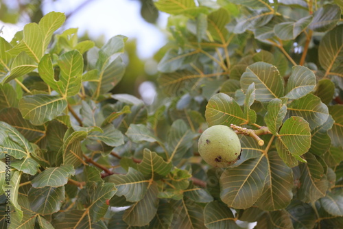barra, bahia, brazil - december 8, 2023: Pequi tree seen in the city of Barra, in western Bahia.