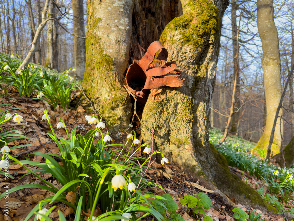 A World War II shell fragment, A large field of snowdrops, and a rusty piece of military iron