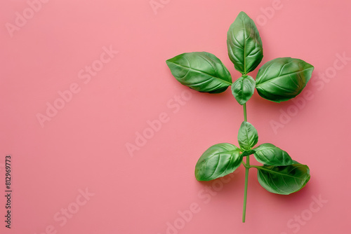 Artistic top view of a basil sprig on a pastel background, elegant and simple 