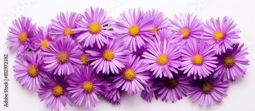 Copy space image of isolated purple aster flowers seen from a top aerial perspective