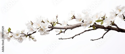 A beautifully blooming branch positioned against a white background providing ample empty space for other visual elements