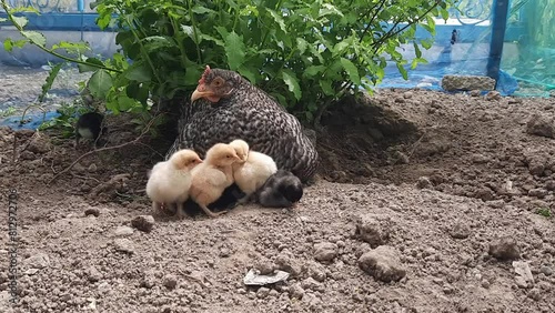 Newborn chickens  walking in the garden on the farm with her mother hen.