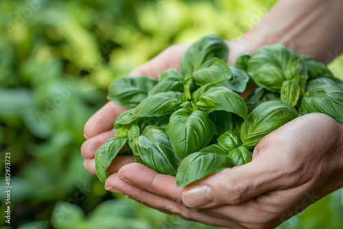 Handful of basil leaves held in cupped hands, close-up with a blurred garden background 