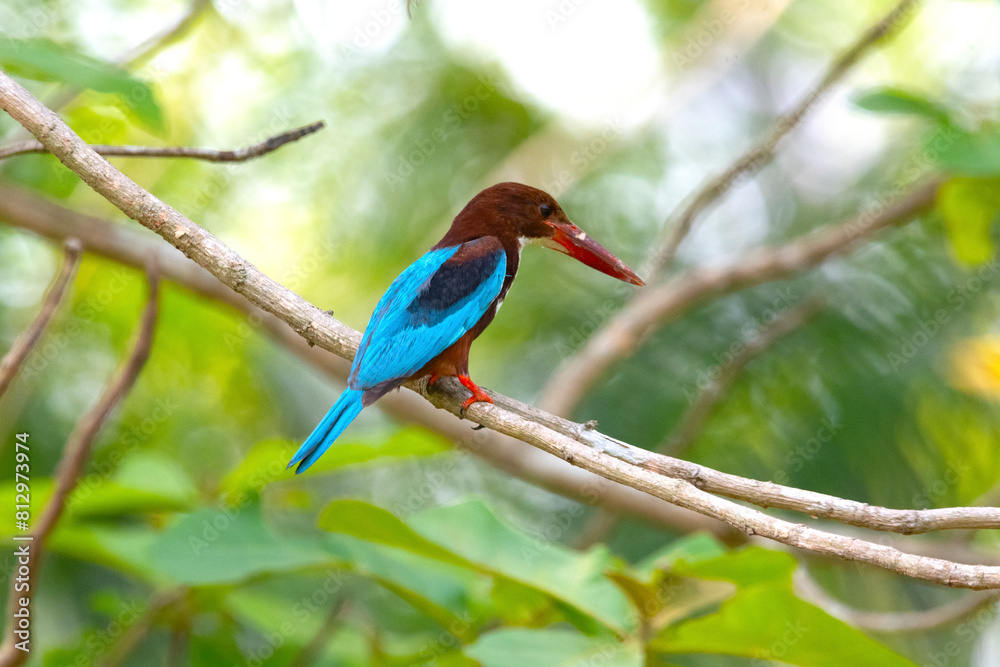 Obraz premium A white breasted kingfisher on a branch