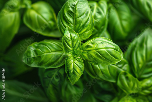 Macro shot of basil leaf texture, detailed focus on the veins and vibrant green color 