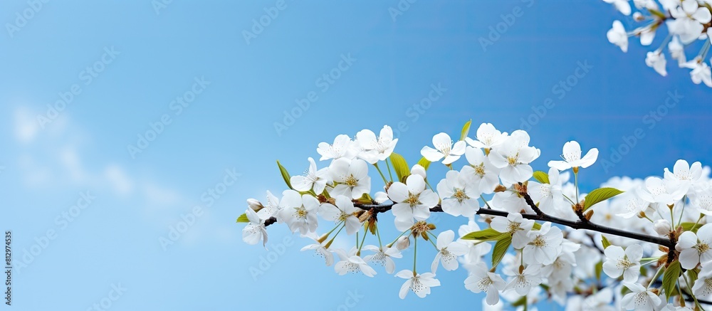 A copy space image of white spring flowers beautifully framing the backdrop of a serene blue sky