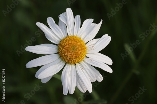 weisse Blüte der Margerite