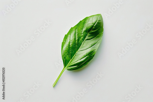 Single basil leaf isolated on a stark white background, minimalist design 