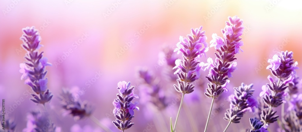 Fototapeta premium A fragrance of lavender flowers fills the air captivating with its soothing and calming essence. Copyspace image