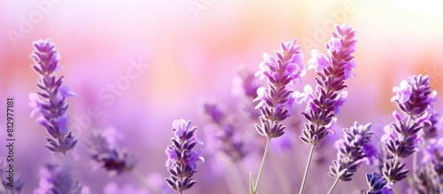 A fragrance of lavender flowers fills the air captivating with its soothing and calming essence. Copyspace image