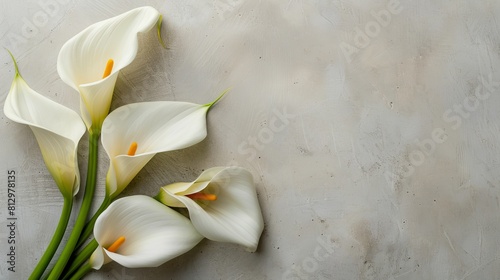 Zantedeschia or white calla lily on muted light grey background
