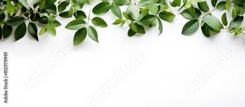 Green leaves in the foreground stand out against a clean white background creating a copy space image