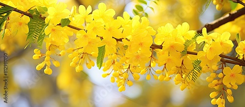 A copy space image showcasing vibrant yellow flowers in bloom from the Acacia dealbata tree photo