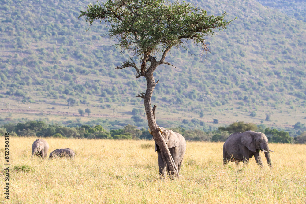 Naklejka premium Young elephant testing his strength by pushing over a tree