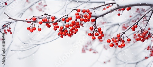 Snow covered branches with vibrant red winter berries creating a beautiful image with ample copy space