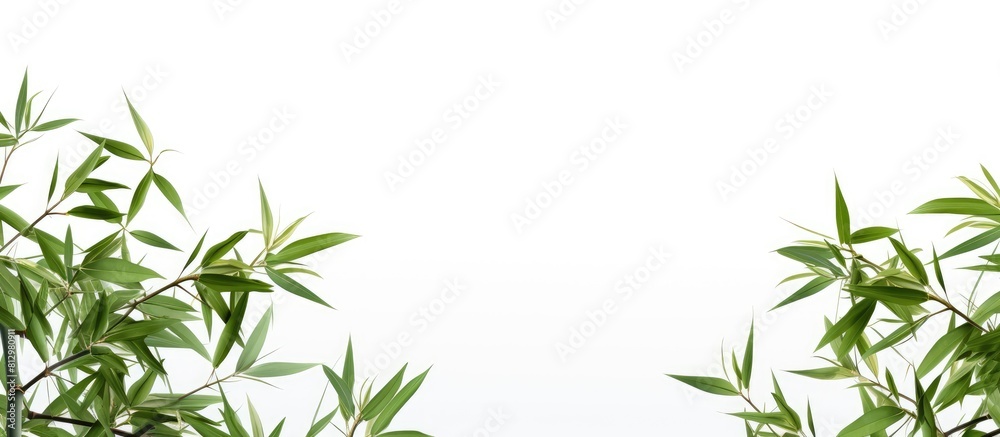 A copy space image featuring green bamboo leaves against a white background A copy space image featuring green bamboo leaves against a white background