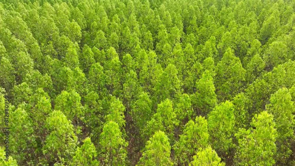 A vibrant expanse of eucalyptus woodland stretches endlessly below, a tapestry of lush green hues. Towering trees stand proud, their foliage creating a mesmerizing mosaic of nature's splendor.
A vibrant expanse of eucalyptus woodland stretches endlessly below, a tapestry of lush green hues. Towering trees stand proud, their foliage creating a mesmerizing mosaic of nature's splendor.