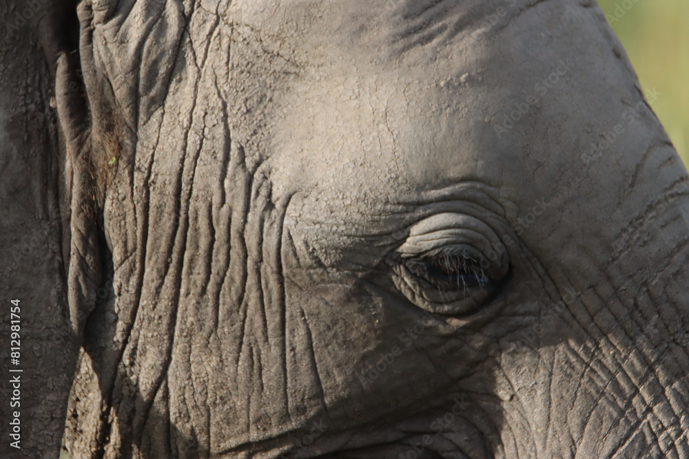 Fototapeta premium close up of an elephant