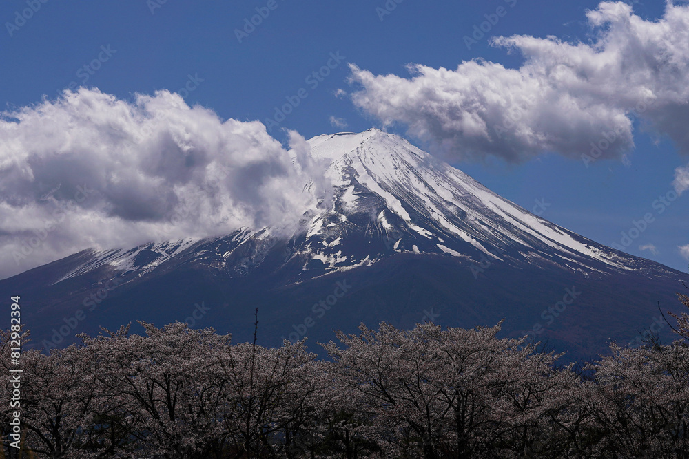 Fototapeta premium Beautiful view of Mount Fuji covered with clouds and cherry blossom in the foreground