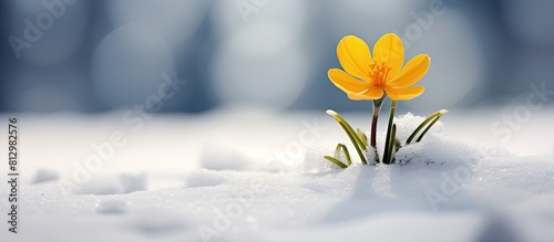 An Eranthis Buttercup an early spring flower depicted in a snowy scene with copy space image