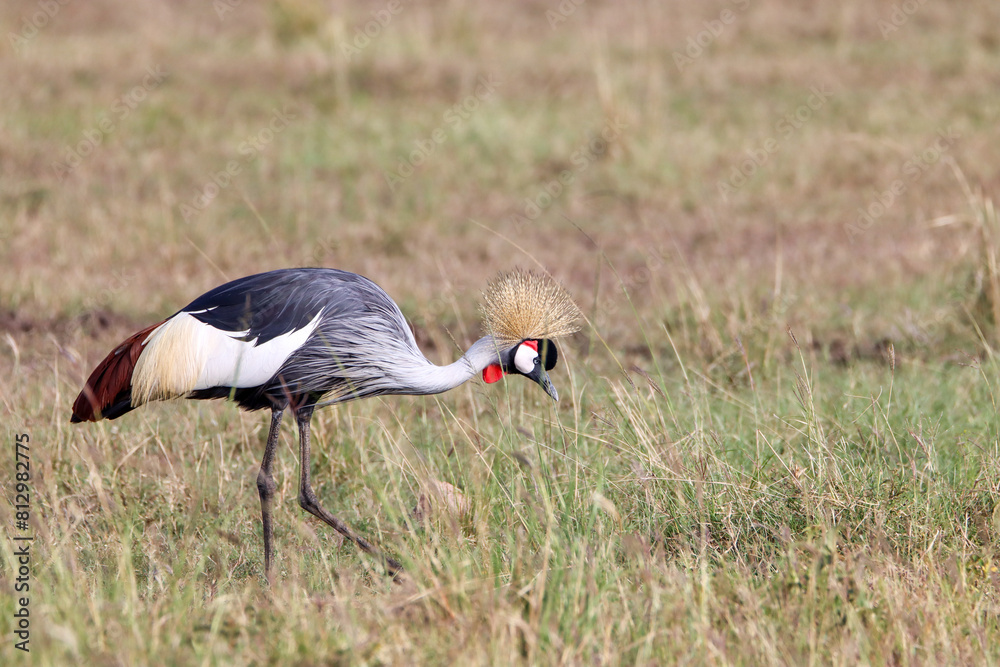 grey crowned crane in the grass of Masai Mara savanna