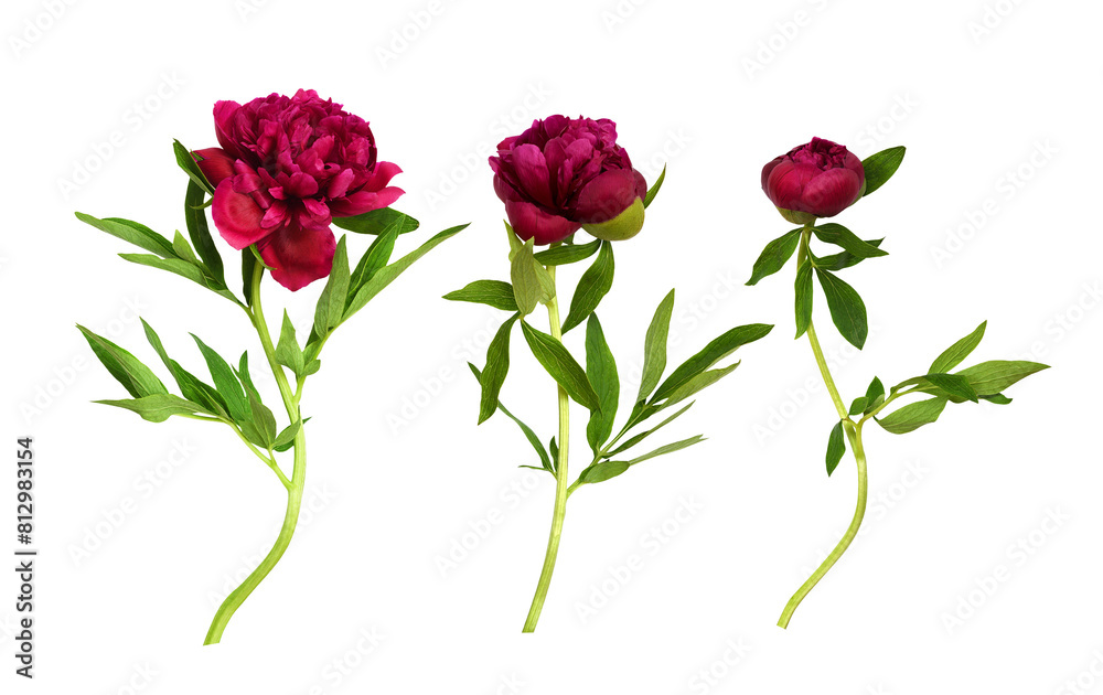 Set of red peony flowers with green leaves isolated on white or transparent background Set of red peony flowers with green leaves isolated on white or transparent background