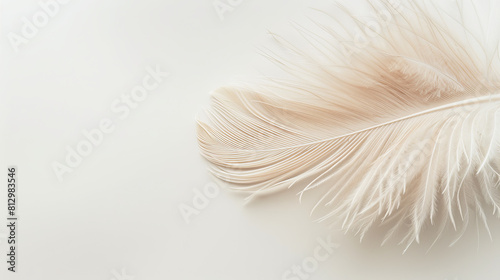 Beautiful fluffy white feather  abstract feather on white background. High resolution. Copy space for design and text. Pastel beige and white colors. High resolution. 
