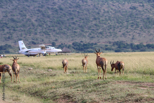 Group of antelopes in Masai Mara Kichwa Tembo airfield photo
