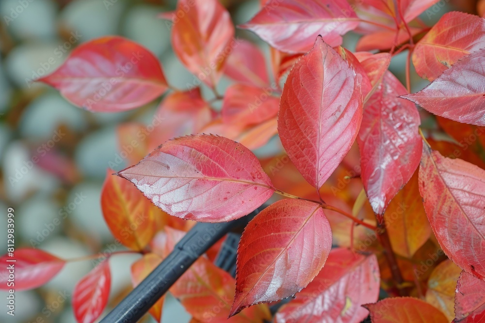 Detailed view of shiny red leaves in autumn, epitomizing the beauty of fall