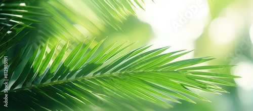 Copy space image of lush green palm leaves bathed in soft natural light set against a blurred background providing ample room for text placement