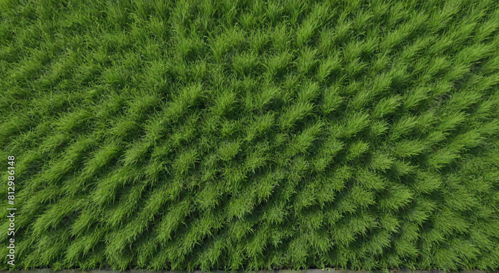 green grass background green grass background