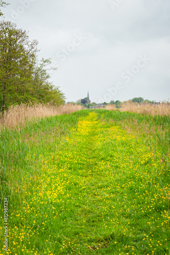 Scenic view of yellow blooming buttercups (Ranunculus acris) on a footpath in the polder near Gouda in the west of the Netherlands.