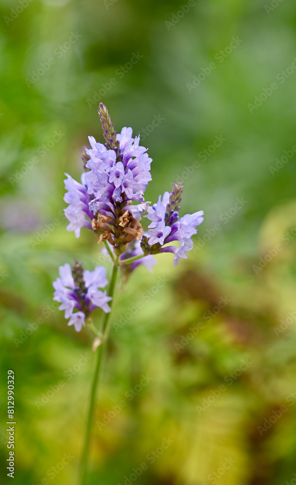 Beautiful close-up of lavandula canariensis Beautiful close-up of lavandula canariensis